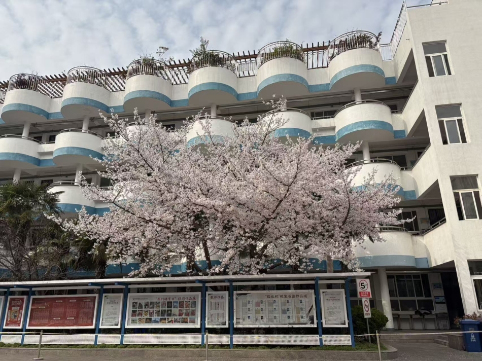 校园樱花